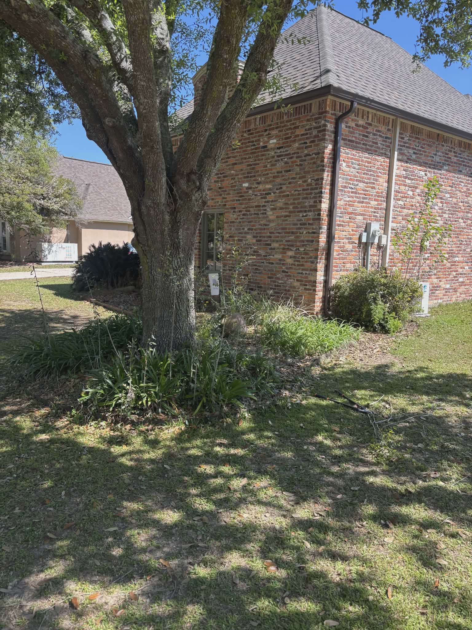 Before lawn care project